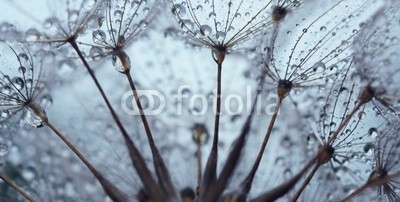 Hassan Akkas, Dandelion seed with drops (hintergrund, details, floral, dandy, löwenzahn, sommer, weich, samen, verschwommen, verträumt, schöner, strukturen, textur, frühling, blütenstaub, natur, garten, jahreszeit, verdammt, natürlich, pflanze, elegant, botanisch, schönheit, verfärb)