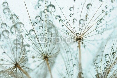 Hassan Akkas, Dandelion seed with drops (hintergrund, details, floral, dandy, löwenzahn, sommer, weich, samen, verschwommen, verträumt, schöner, strukturen, textur, frühling, blütenstaub, natur, garten, jahreszeit, verdammt, natürlich, pflanze, elegant, botanisch, schönheit, verfärb)