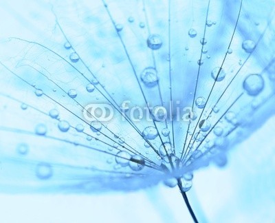 Hassan Akkas, dandelion seed with drops (verträumt, flora, blume, haarig, draußen, samen, weich, strukturen, sommer, löwenzahn, textur, schöner, blühen, klarheit, pusteblume, dandy, details, elegant, floral, licht, natur, blickwinkel, blütenstaub, frühling, luftig, leichtgewicht, luf)