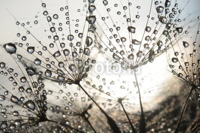 Hassan Akkas, Dandelion seeds with dew drops (blume, draußen, strukturen, sommer, löwenzahn, textur, schöner, blühen, klarheit, pusteblume, elegant, blickwinkel, blütenstaub, frühling, leichtgewicht, zusammen, gruppe, kunst, hintergrund, entwerfen, fallen lassen, tautropfen, wassertropfe)