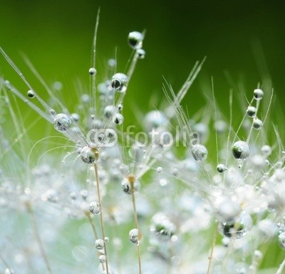 Hassan Akkas, Dandelion seeds with drops (fallen lassen, nass, klarheit, shining, leuchten, tau, hintergrund, details, floral, dandy, löwenzahn, sommer, weich, samen, verschwommen, verwischen, verträumt, pappus, schöner, elegant, mustern, strukturen, textur, blühen, blickwinkel, frühlin)