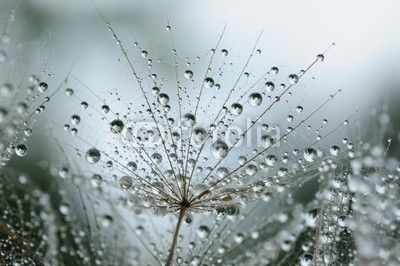 Hassan Akkas, dandelion seeds with drops (verträumt, flora, blume, haarig, draußen, samen, weich, strukturen, sommer, löwenzahn, textur, schöner, blühen, klarheit, pusteblume, dandy, details, elegant, floral, licht, natur, blickwinkel, blütenstaub, frühling, luftig, leichtgewicht, luf)