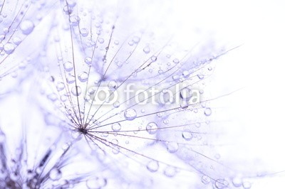 Hassan Akkas, dandelion seeds with drops (verträumt, flora, blume, haarig, draußen, samen, weich, strukturen, sommer, löwenzahn, textur, schöner, blühen, klarheit, pusteblume, dandy, details, elegant, floral, licht, natur, blickwinkel, blütenstaub, frühling, luftig, leichtgewicht, luf)