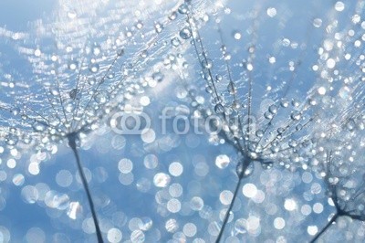 Hassan Akkas, dandelion seeds with drops (verträumt, flora, blume, haarig, draußen, samen, weich, strukturen, sommer, löwenzahn, textur, schöner, blühen, klarheit, pusteblume, dandy, details, elegant, floral, blickwinkel, blütenstaub, frühling, leichtgewicht, leichtigkeit, zusammen, bla)