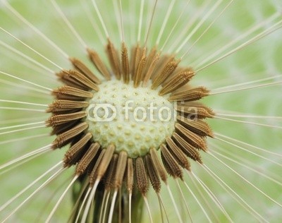 Hassan Akkas, Dandelion  seeds (hintergrund, details, floral, dandy, löwenzahn, sommer, weich, samen, verschwommen, verwischen, verträumt, schöner, strukturen, textur, frühling, blütenstaub, natur, garten, jahreszeit, verdammt, natürlich, pflanze, botanisch, schönheit, verfärb)