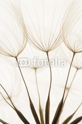 Hassan Akkas, dandelion seeds (hintergrund, details, floral, löwenzahn, sommer, weich, samen, verträumt, schöner, strukturen, textur, frühling, blütenstaub, natur, jahreszeit, verdammt, natürlich, pflanze, elegant, botanisch, schönheit, verfärbt, gruppe, flora, botanik, verbun)