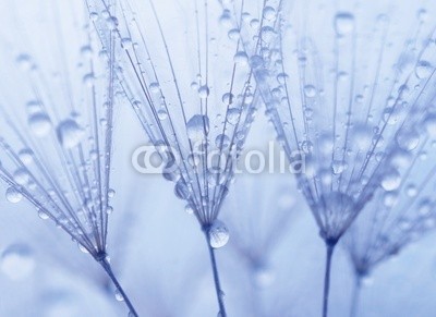 Hassan Akkas, Dandelion seeds (verträumt, flora, blume, haarig, draußen, samen, weich, strukturen, sommer, löwenzahn, textur, schöner, blühen, klarheit, pusteblume, dandy, details, elegant, floral, blickwinkel, blütenstaub, frühling, leichtgewicht, leichtigkeit, zusammen, bla)
