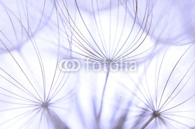 Hassan Akkas, Dandelion seeds (verträumt, flora, blume, haarig, draußen, samen, weich, strukturen, sommer, löwenzahn, textur, schöner, blühen, klarheit, pusteblume, dandy, details, elegant, floral, blickwinkel, blütenstaub, frühling, leichtgewicht, leichtigkeit, zusammen, bla)