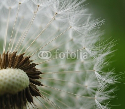 Hassan Akkas, dandelion seeds (flora, blume, haarig, draußen, samen, weich, strukturen, sommer, löwenzahn, textur, schöner, pusteblume, details, floral, blickwinkel, frühling, leichtgewicht, blau, gruppe, kunst, hintergrund, entwerfen, same)