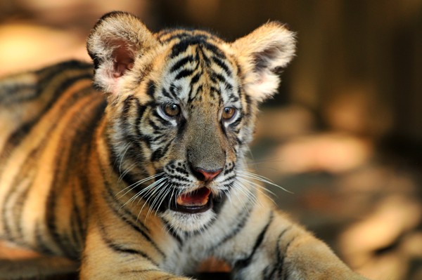 Hady Khandani, BABY TOGER (Wunschgröße, HADYPHOTO, Fotografie, Photofgrafie, Indien, Natur, Tiere, Raubkatze, Tiger, Tigerbaby, Wohnzimmer, Treppenhaus, bunt)