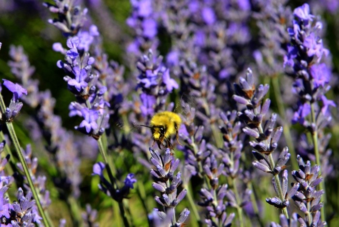 Hady Khandani, BEE AND LAVENDER - OLYMPIC PENINSULA - USA 5 (HADYPHOTO, Fotografie, Botanik, Blumen, Blüten, Lavendel, Biene, Nahaufnahme, Wohnzimmer, Treppenhaus, Wunschgröße, grün/violett)