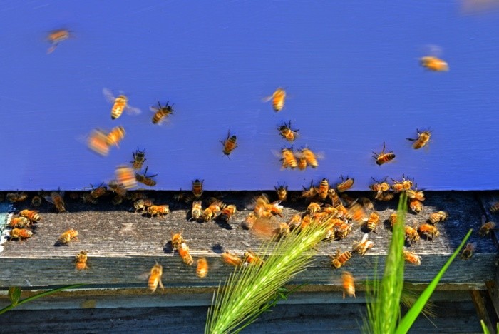 Hady Khandani, BEE HIVE (HADYPHOTO, Fotografie, Insekten, Bienen, Bienenschwarm, Bienenstock, Nahaufnahme, Wohnzimmer, Treppenhaus, Wunschgröße, bunt)