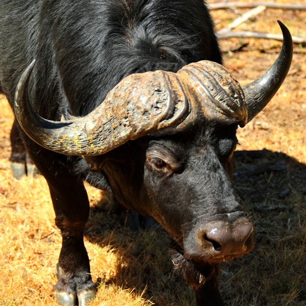 Hady Khandani, BUFFALO - SQUARE PORTRAIT 3 (Wunschgröße, HADYPHOTO, Fotografie, Photografie,  Natur, Tiere, Büffel, Wasserbüffel, Büffelhörner, Treppenhaus, Wohnzimmer, bunt)