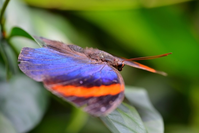 Hady Khandani, BUTTERFLY - BLUE 1 (HADYPHOTO, Fotografie, Schmetterling, Falter, Insekten, Nahaufnahme, Wohnzimmer, Treppenhaus, Wunschgröße, bunt)