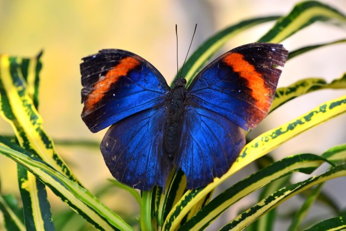 Hady Khandani, BUTTERFLY - BLUE 2 (HADYPHOTO, Fotografie, Schmetterling, Falter, Insekten, Nahaufnahme, Wohnzimmer, Treppenhaus, Wunschgröße, bunt)