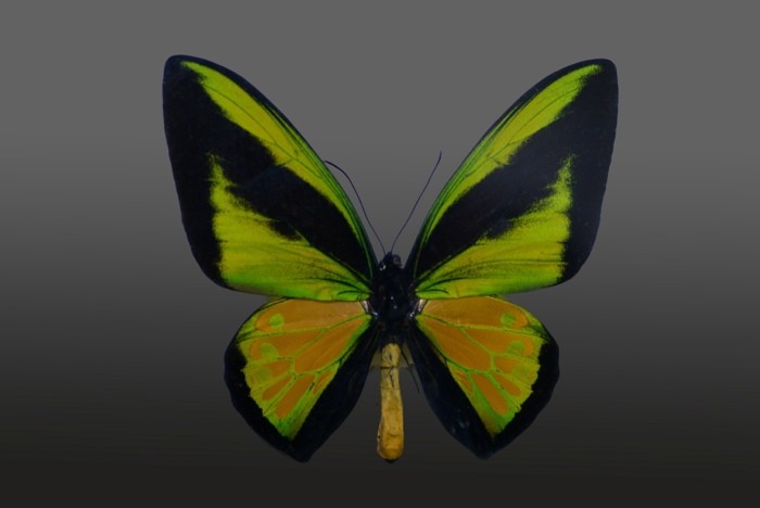 Hady Khandani, BUTTERFLY GREEN - PREPARED 1 (HADYPHOTO, Fotografie, Schmetterling, Falter, Insekten, Preparation, Nahaufnahme, Wohnzimmer, Treppenhaus, Wunschgröße, bunt)
