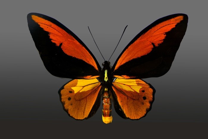 Hady Khandani, BUTTERFLY ORANGE - PREPARED (HADYPHOTO, Fotografie, Schmetterling, Falter, Insekten, Preparation, Nahaufnahme, Wohnzimmer, Treppenhaus, Wunschgröße, bunt)