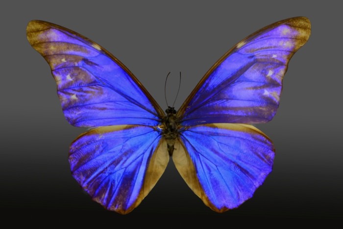 Hady Khandani, BUTTERFLY PURPLE BLUE - PREPARED (HADYPHOTO, Fotografie, Schmetterling, Falter, Insekten, Preparation, Nahaufnahme, Wohnzimmer, Treppenhaus, Wunschgröße, violett)