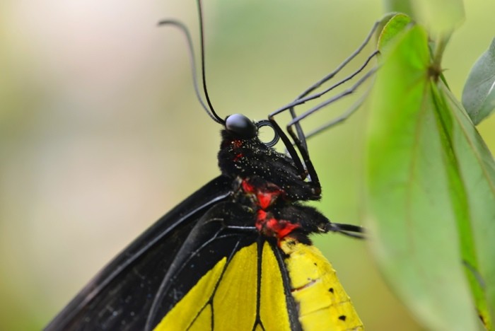 Hady Khandani, BUTTERFLY - YELLOW 1 (HADYPHOTO, Fotografie, Schmetterling, Falter, Insekten, Nahaufnahme, Wohnzimmer, Treppenhaus, Wunschgröße, bunt)