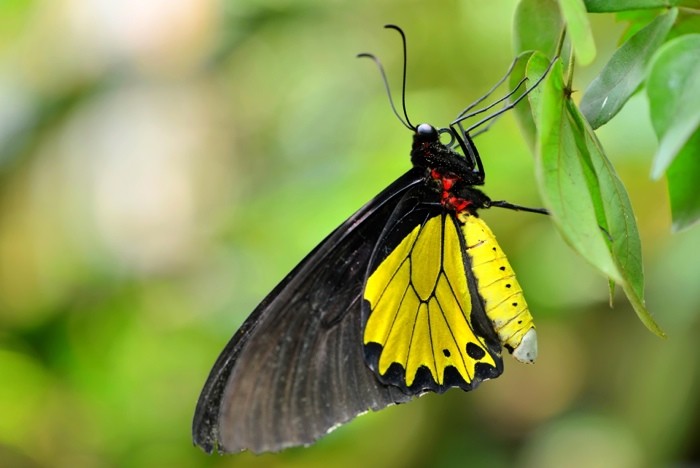 Hady Khandani, BUTTERFLY - YELLOW 3 (HADYPHOTO, Fotografie, Schmetterling, Falter, Insekten, Nahaufnahme, Wohnzimmer, Treppenhaus, Wunschgröße, bunt)