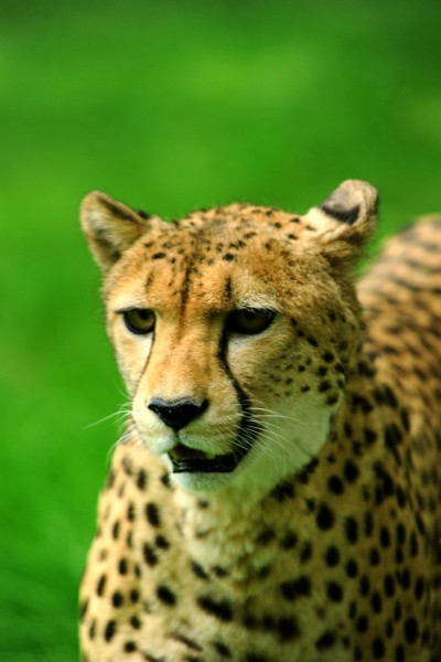 Hady Khandani, CHEETAH 2 (Wunschgröße, HADYPHOTO, Fotografie, Photografie, Nahaufnahme,  Natur, Tiere, Raubkatzen, Gepard, Wohnzimmer, Treppenhaus, bunt)