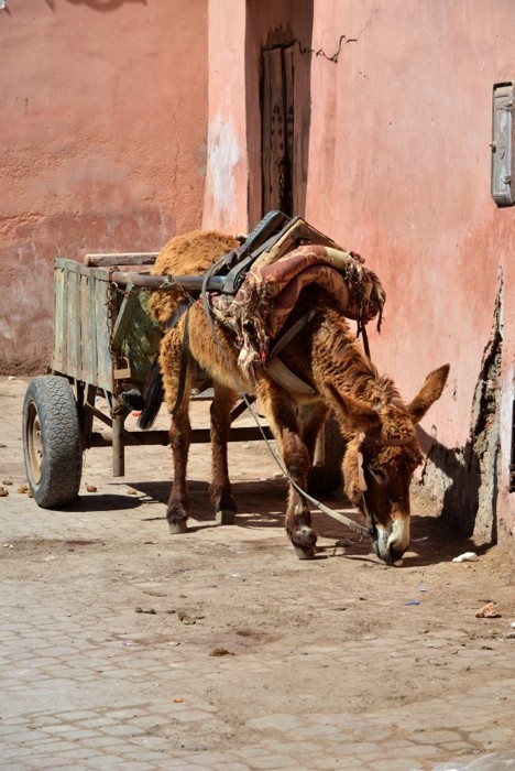 Hady Khandani, DONKEY CART - MARRAKECH - MOROCCO (HADYPHOTO, Fotografie, Eselskarren, Lastentier, Esel, Tiere, Marokko, Wohnzimmer, Treppenhaus, Wunschgröße, bunt)