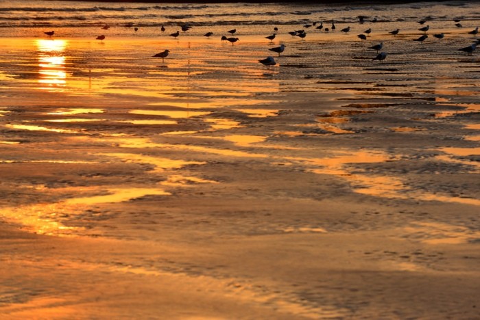 Hady Khandani, DOVES AT SUNSET BEACH (HADYPHOTO, Fotografie, Strand, Sandstrand, Möwen, Meer, meeresbrise, Sonnenuntergang, Wohnzimmer, Treppenhaus, Wunschgröße, bunt)