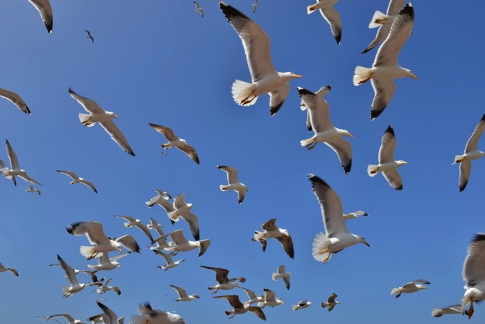 Hady Khandani, DOVES (HADYPHOTO, Fotografie, Himmel, Vögel, Möwen, Möwenschwarm, Fliegen, Wohnzimmer, Treppenhaus, Wunschgröße, blau/weiß)