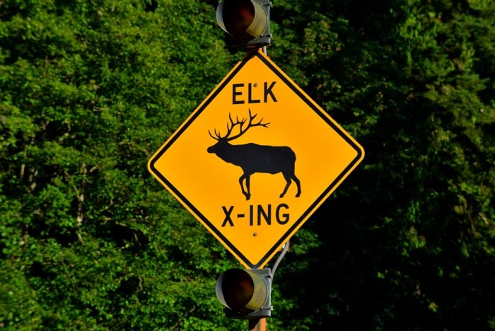 Hady Khandani, ELK CROSSING - OLYMPIC PENINSULA - USA (HADYPHOTO, Fotografie, Hinweis, Verkehrsschild, Elche kreuzen, Warnung,  Wohnzimmer, Treppenhaus, Wunschgröße, bunt)