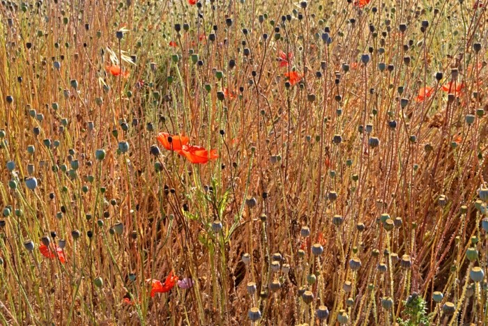 Hady Khandani, GRASSES AND POPPIES (Mohnblumen, Gras, Blumenwiese Pflanzen, Sommer, Blüten, Blumen, Wunschgröße, Fotografie, Treppenhaus, Wohnzimmer, bunt)