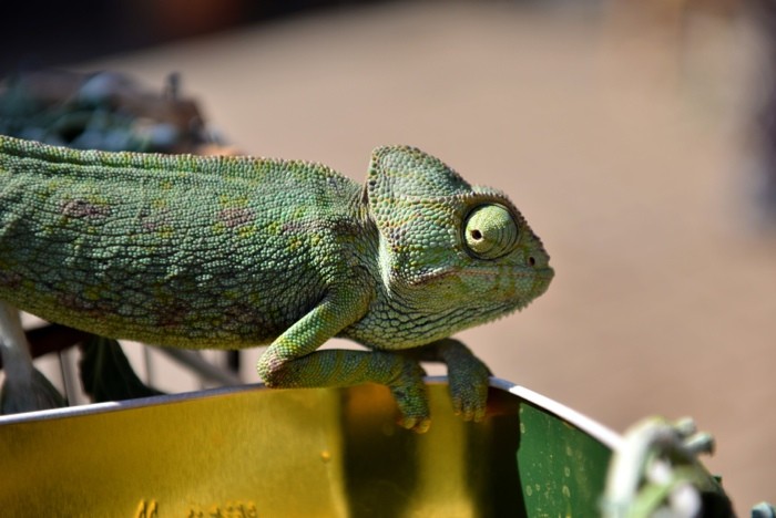 Hady Khandani, GREEN CHAMELEON 1 (HADYPHOTO, Fotografie, Echse, Camäleon, Tiere, Tierportrait, Nahaufnahme, Wohnzimmer, Treppenhaus, Wunschgröße, bunt)