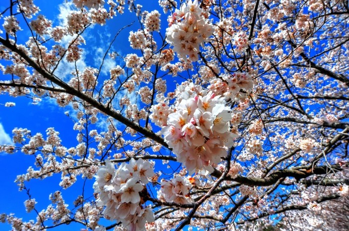 Hady Khandani, HDR - CHERRY BLOSSOM 3 (Wunschgröße, HADYPHOTO, Fotografie, Fotokunst,  Kirschblüte, Blüten, Japan, Pflanzen, Botanik, Wohnzimmer, Treppenhaus, bunt)