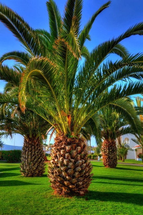 Hady Khandani, HDR - GIANT PINEAPPLE PALM - AGADIR - MOROCCO (HADYPHOTO, Fotografie, park, Palmen, Ananaspalmen, Bäume, Botanik, Wohnzimmer, Treppenhaus, Wunschgröße, bunt)