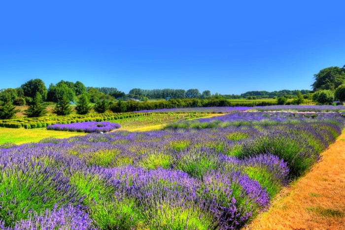 Hady Khandani, HDR - LAVENDER FIELD 2 (Lavendel, Pflanzen, Sommer, Blüten, Felder, Blumen, Perspektive,  Wunschgröße, Fotografie, Treppenhaus, Wohnzimmer, bunt)