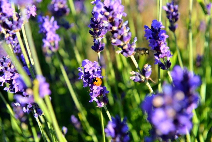 Hady Khandani, LADYBUG ON LAVENDER (Lavendel, Pflanzen, Sommer, Blüten, Marienkäfer, Blumen, makro, Nahaufnahme,  Wunschgröße, Fotokunst, Treppenhaus, Wohnzimmer, bunt)