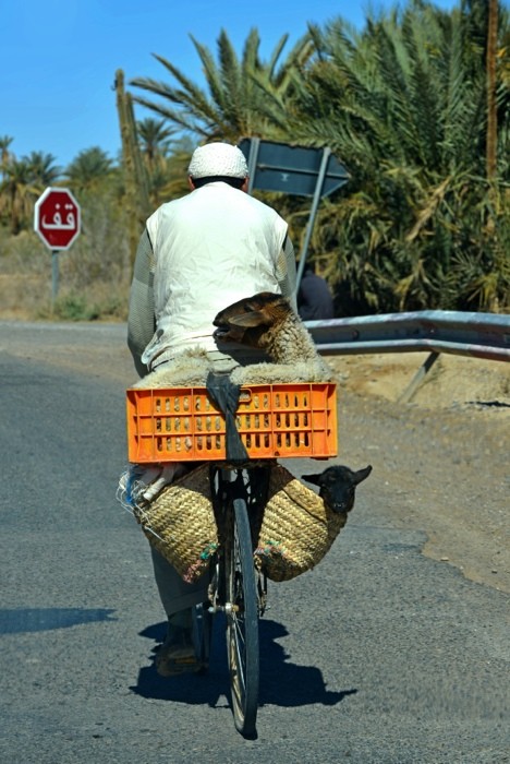 Hady Khandani, LAMBS TRANSPORTATION - MOROCCO (HADYPHOTO, Fotografie, Fahrradfahrer, Tier-Transport, Lamm, Gepäckträger, Marokko, Wohnzimmer, Treppenhaus, Wunschgröße, bunt)