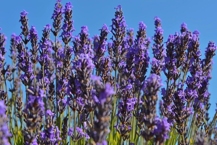 Hady Khandani, LAVENDER 2 (Lavendel, Pflanzen, Sommer, Blüten, Natur, Blumen, Wunschgröße, Fotografie, Treppenhaus, Wohnzimmer, Arztpraxis, bunt)