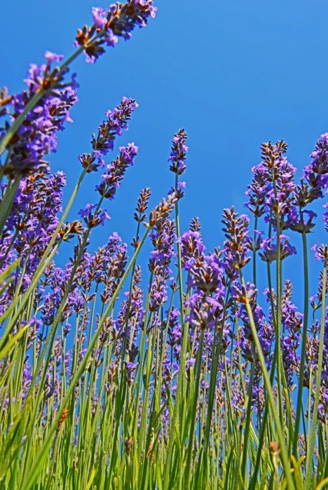 Hady Khandani, LAVENDER 3 (Lavendel, Pflanzen, Sommer, Blüten, Natur, Blumen, Perspektive,  Wunschgröße, Fotografie, Treppenhaus, Wohnzimmer, bunt)