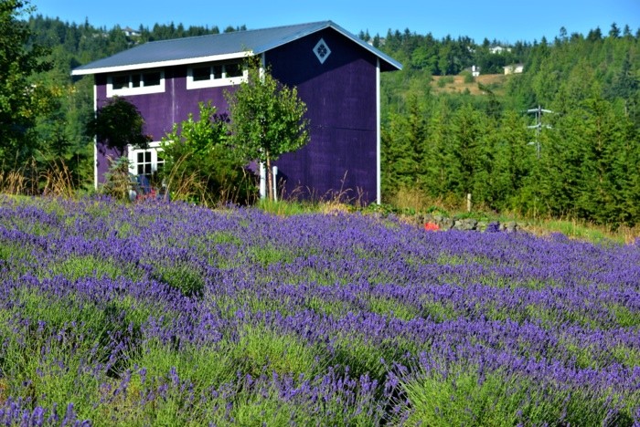 Hady Khandani, LAVENDER FARM - OLYMPPIC PENINSULA - USA 1 (Lavendel, Pflanzen, Sommer, Blüten, Natur, lila Hütte, Gärtnerei, Wunschgröße, Fotografie, Treppenhaus, Wohnzimmer, bunt)