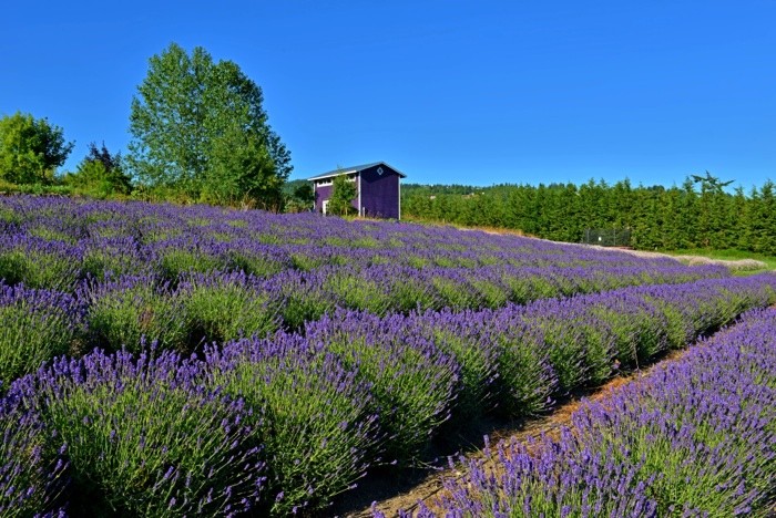 Hady Khandani, LAVENDER FARM - OLYMPPIC PENINSULA - USA 2 (Lavendel, Pflanzen, Sommer, Blüten, Natur, lila Hütte, Gärtnerei, Wunschgröße, Fotografie, Treppenhaus, Wohnzimmer, bunt)