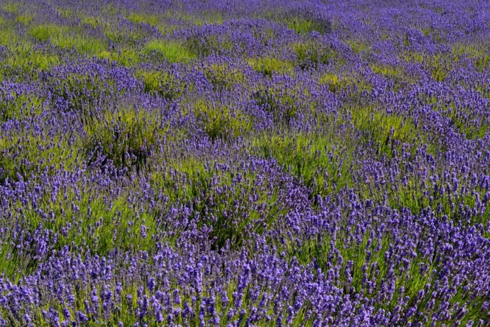 Hady Khandani, LAVENDER FIELD - OLYMPIC PENINSULA - USA 5 (Lavendel, Pflanzen, Sommer, Blüten, Natur, Blumen, Wunschgröße, Fotografie, Treppenhaus, Wohnzimmer, Arztpraxis, bunt)
