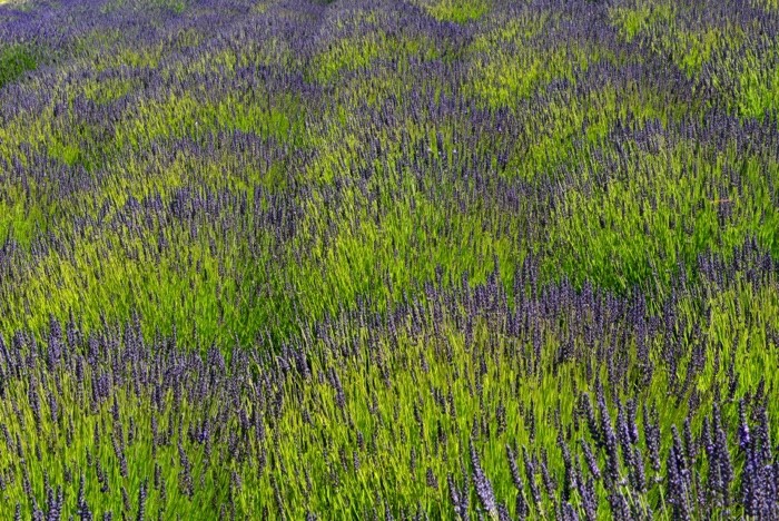 Hady Khandani, LAVENDER FIELD - OLYMPIC PENINSULA - USA 7 (Lavendel, Pflanzen, Sommer, Blüten, Natur, Blumen, Wunschgröße, Fotografie, Treppenhaus, Wohnzimmer, Arztpraxis, bunt)