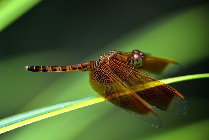 Hady Khandani, LITTLE DRAGONFLY 1 (HADYPHOTO, Fotografie, Libelle, Insekten, Tierportrait, Nahaufnahme, Momentaufnahme, Wohnzimmer, Treppenhaus, Wunschgröße, bunt)