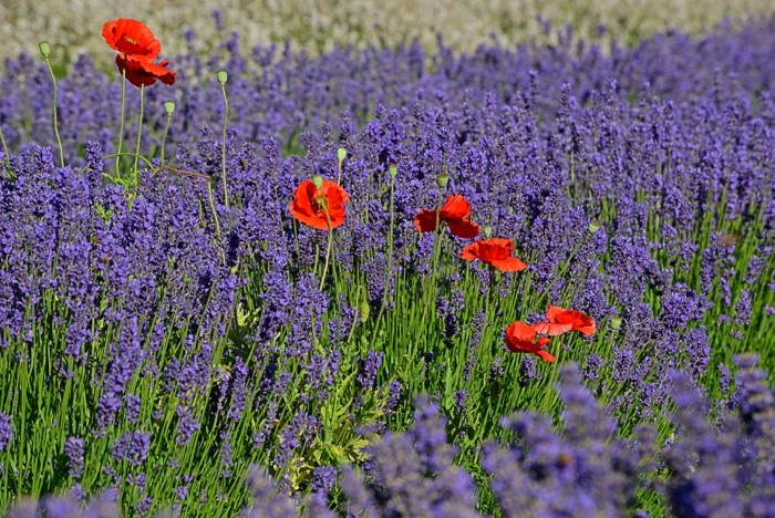 Hady Khandani, POPPIES IN LAVENDER - OLYMPIC PENINSULA - USA 1 (Lavendel, Mohnblumen, Pflanzen, Sommer, Blüten, Natur, Blumen, Wunschgröße, Fotografie, Treppenhaus, Wohnzimmer, Arztpraxis, bunt)
