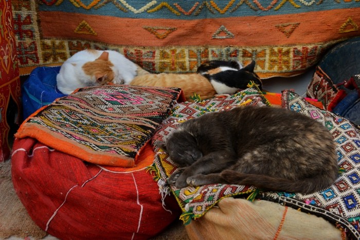 Hady Khandani, SLEEPING CATS IN ESSAOUIRA - MOROCCO (HADYPHOTO, Fotografie, orientalisch, schlafende Katzen, Teppiche, Sitzkissen, Marokko, Wohnzimmer, Treppenhaus, Wunschgröße, bunt)