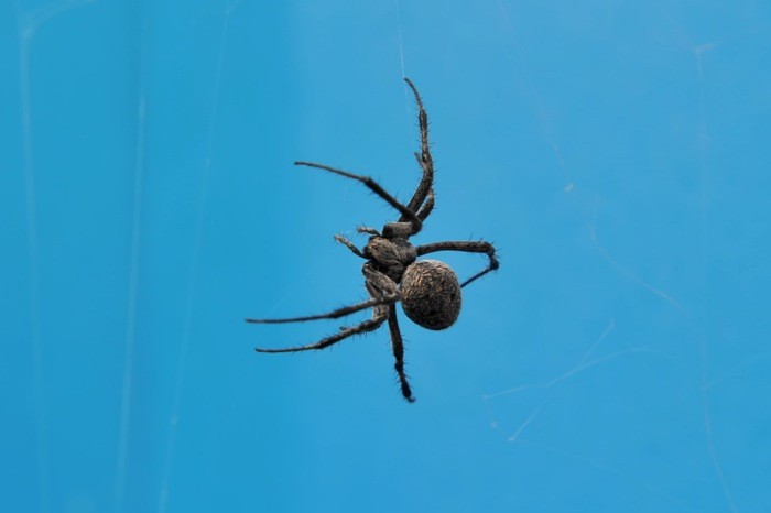 Hady Khandani, SPIDER IN FRONT OF BLUE (HADYPHOTO, Fotografie, Spinne, schwebende Spinne, blauer Himmel, Tiere, Insekten, Wunschgröße, Nahaufnahme, bunt)