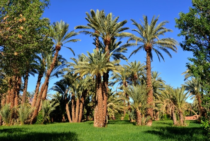 Hady Khandani, TAMNOUGALTE OASIS - MOROCCO (HADYPHOTO, Fotografie, Landschaft, Garten, Park, Palmen, Oase, Marokko, Afrika, Wohnzimmer, Treppenhaus, Wunschgröße, bunt)