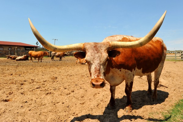 Hady Khandani, TEXAS LONG HORN (Stier, Hörner, Nutztier, Tier, Wunschgröße, HADYPHOTO, Fotografie, Photografie, Nahaufnahme, Treppenhaus, Wohnzimmer, Esszimmer, bunt)