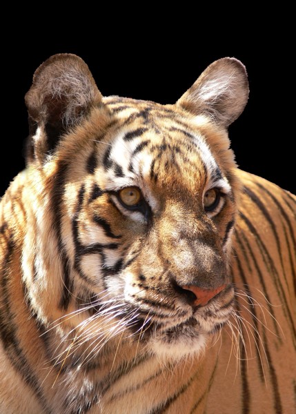 Hady Khandani, TIGER 1 (Tiger, Raubkatze, Großkatze, Tierportrait, Wunschgröße, HADYPHOTO, Fotografie, Photografie, Nahaufnahme, Treppenhaus, Wohnzimmer, bunt)