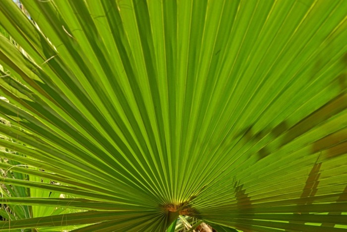 Hady Khandani, WINDMILL PALM 1 (HADYPHOTO, Fotografie, Pflanzen, Blatt, Palmenblatt, Fächerpalme, Botanik,  Wohnzimmer, Treppenhaus, Wunschgröße, Arztpraxis, grün)